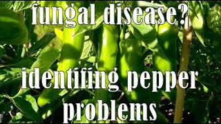 🌶fungal disease identifying pepper plant problems southerncaliforniagardening gardeningtips [upl. by Tuttle226]