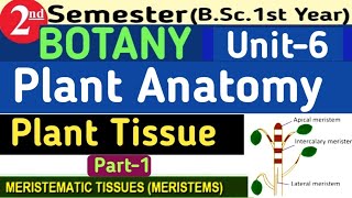 Bsc 2nd Semester Botany Unit 6 Plant Anatomy Plant TissueTypes of Palnt TissueMeristematic Tissue [upl. by Mrots]