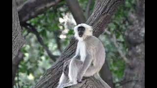 Langur Sound  Monkey Voices  Real Animal Sounds [upl. by Euqirat]