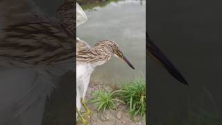 A Fish Eating Bird [upl. by Katsuyama]