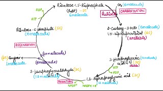 Photosynthesis Part 3 I C3 Cycle I Life Process I Nutrition In Plants I Biology I NEET [upl. by Griselda]