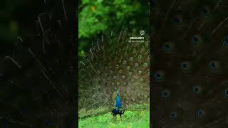 Peacock dance bestofluck bollywood dance entertainment song music ytshort [upl. by Perice407]