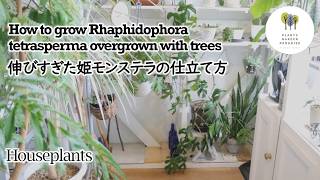 【観葉植物】伸びすぎた姫モンステラの仕立て方 How to grow Rhaphidophora tetrasperma overgrown with trees houseplants [upl. by Healey698]