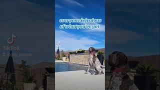 everyone is jealous of German Shorthaired Pointer 🎤👇🐶new shorts ytshorts viral viralshorts [upl. by Aserret401]