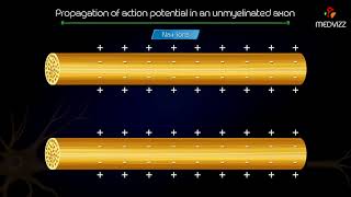 Propagation of action potential in an unmyelinated axon  Animated medical physiology [upl. by Salomone]