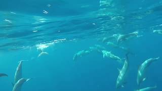 Dolphins near Holiday Inn Resort Kandooma Maldives [upl. by Patterson]