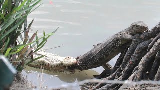 Crocodile Vs Monitor Lizard Sajnekhali SundarbansW Bengal [upl. by Takashi]