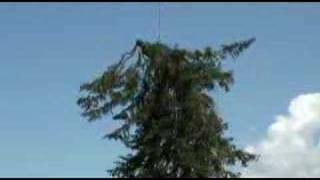 Taglio albero pericolante  Dangerous Helicopter Big Tree cut [upl. by Divd]