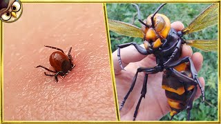 30 Most Dangerous Insects In The World [upl. by Ahseia]