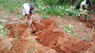 Harvesting of cassava roots [upl. by Chrisman]