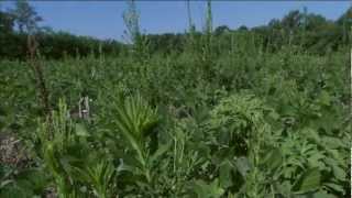 Horseweed  University of Missouri [upl. by Aleil805]