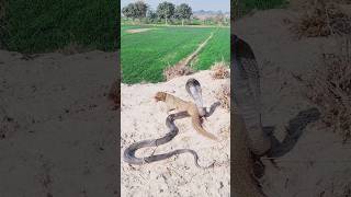 mongoose vs black Cobra Snake Fighting real fight [upl. by Sue]