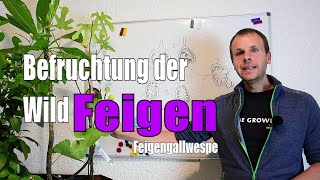 Feigen 🌳  BEFRUCHTUNG der wilden FEIGE durch Feigengallwespe  wwwfeigenhofberglende 🌻 [upl. by Velda]