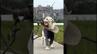 GOODEST boy dog dogtrainer funny puppyvideos puppytrainer dogtrainerslife dogs [upl. by Llydnek]