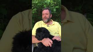 Portuguese Water Dog Breeder [upl. by Moffitt]