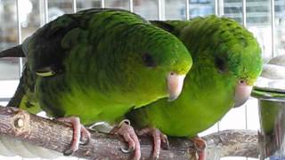 Lineolated Parakeets  new stars on YouTube [upl. by Gnot990]