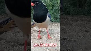 Red billed blue magpie sattallake nainitaluttarakhand [upl. by Arodasi]