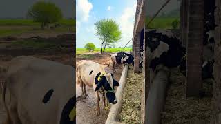 Umar Sandhu you are dairy farm [upl. by Eerized]