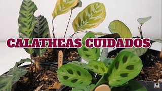 Calathea cuidados planta chuyito jardinero [upl. by Eirak899]