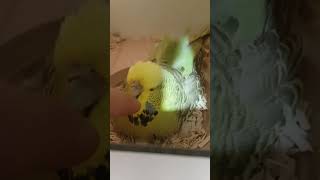 budgerigars birds kusum parrot budgies birdslover budgiegar budgerigarbird kussum budiges [upl. by Eahsat]