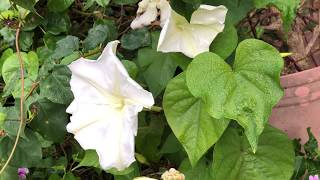 Ipomea alba Moon Flower [upl. by Nevets777]