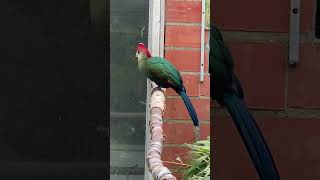 Redcrested Turaco beautifulbirds turaco [upl. by Nitnerb285]