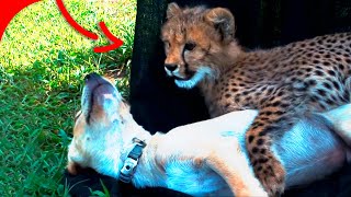 Cheetah Cub and Abandoned Dog What Binds Them in an Extraordinary Bond [upl. by Suolekcin]