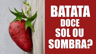 BATATA DOCE GOSTA DE SOL OU SOMBRA [upl. by Valli900]