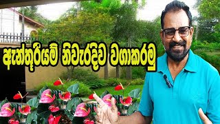 ඇන්තූරියම් නිවැරිදිව වගාකරමු  AgriView61 [upl. by Nosredneh]