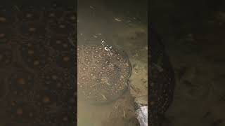 Potamotrygon boesemani nature wildlife stingray wildanimals [upl. by Susanetta]