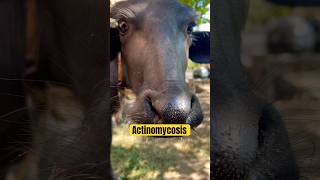 Actinomycosis diseases in buffalo calf  Vet care official animal disease shorts viralvideo [upl. by Ahsotan892]