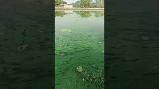 Algal Blooms Of Pond in village alage AlgalBlooms Pond village beautyinvillage [upl. by Subocaj]