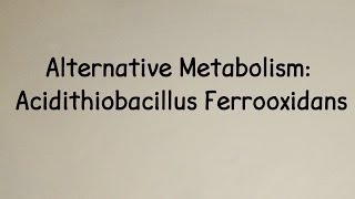 Alternative Metabolism Acidithiobacillus Ferrooxidans [upl. by Geminian]