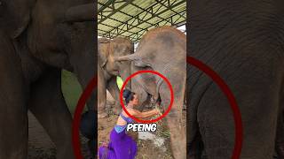 Girl Uses Elephant Pee 🤢 💦 [upl. by Ahsekram]