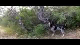 Codys last hunt training bluetick hound on bobcat in Tx Brush country [upl. by Nongim]