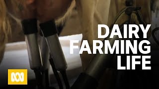 A day in the life of a dairy farmer [upl. by Nomannic]