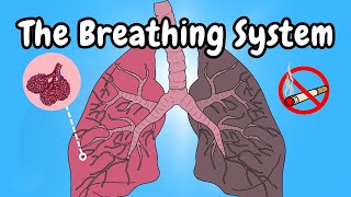 The Breathing System Overview [upl. by Aimas937]