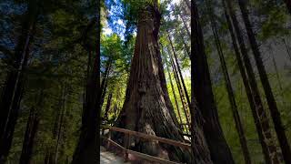 Ancient Redwoods Forest Marvels 🌲 [upl. by Kcyrred391]