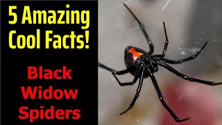 5 Fascinating Facts About Black Widow Spiders [upl. by Valry761]