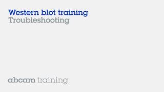 Western blot troubleshooting [upl. by Nameerf]