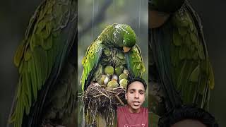 Mam parotitis rescue our babies birds parrot babyrain animals nature sleepingbaby [upl. by Ahl]