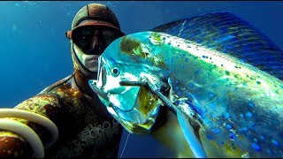 Spearfishing for Mahi Mahi  Dolphin fish What you NEED to know [upl. by Dhiren]