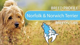 ► Norfolk and Norwich Terrier Breed Profile 2022 Temperament amp Training [upl. by Staten]