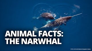 How large is a narwhal tusk And 4 other narwhal facts [upl. by Alika]