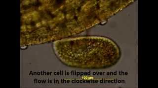 Cytoplasmic Streaming in Paramecium bursaria of Algal Endosymbionts [upl. by Nahtanha223]