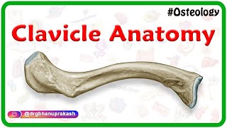 Clavicle Anatomy Animation  General features Osteology Attachments Development clinical anatomy [upl. by Hazel]