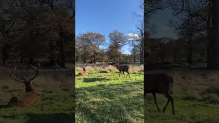 📍Richmond Park travel london park nature reels christmas uk viralvideo [upl. by Juditha]