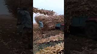 Corn stalks loaded onto trucks to fertilize the land [upl. by Nunnery]