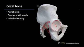 Osteology  M1 Dissection Supplement [upl. by Anne]