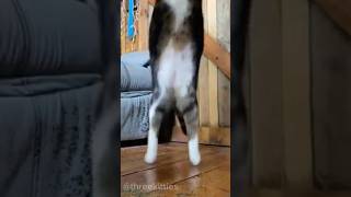 Wait for the boing✨ cute music kawaii cat cats cute cutecat funnycats funny trending [upl. by Weirick]